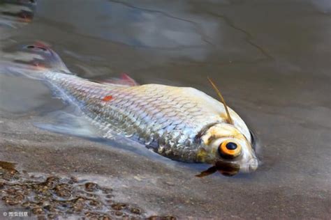 魚缸的魚一直死